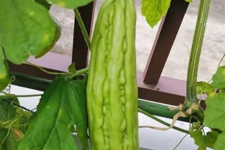 宁夏虹桥有机食品有限公司订单种植基地规模及单产再创新高