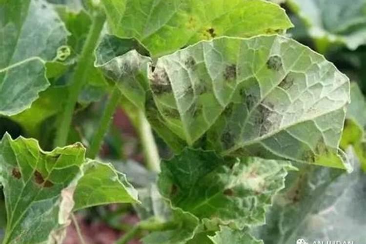 果实膨果上色,为什么要用高磷高钾类的肥料？