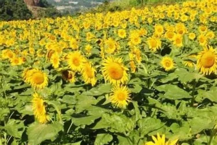 油葵几叶期施肥最好