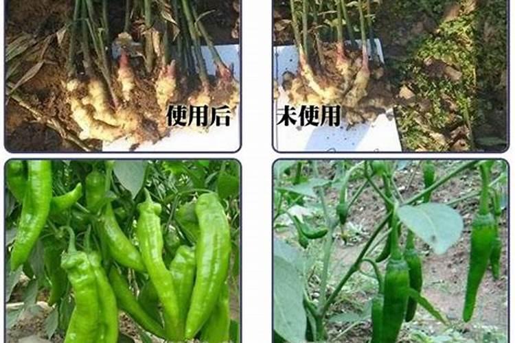 甲壳素腐植酸甲水容肥能用于大白菜吗？