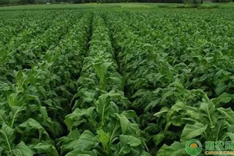 每亩烟田施多少氯化钾肥？