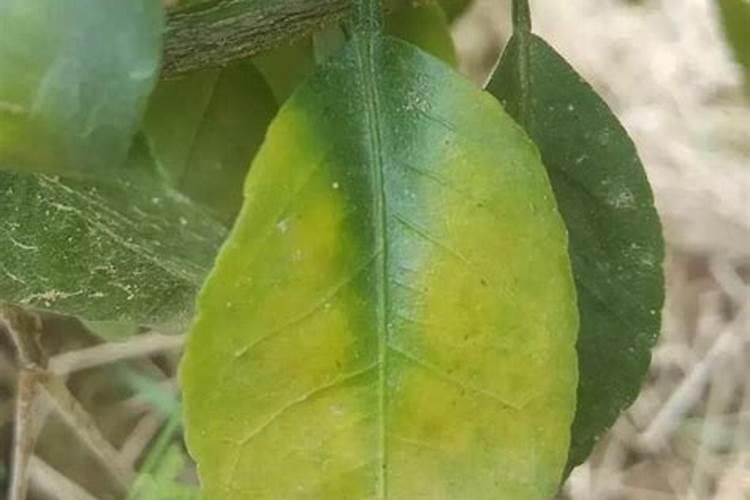 怎样防治柑橘缺硼症？