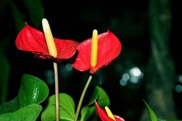 养红掌用什么肥好