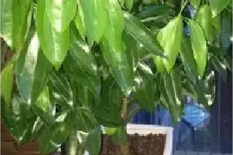 平安树栽上多久能施肥,平安树怎么施肥？