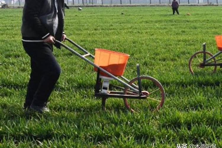 樱桃授粉药打多久就要施肥？