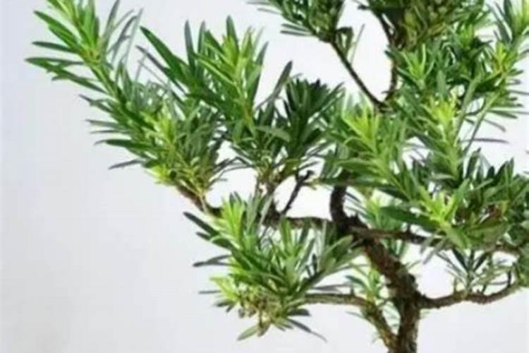 罗汉松的种植方法