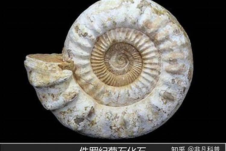 大棚甜瓜种植方法