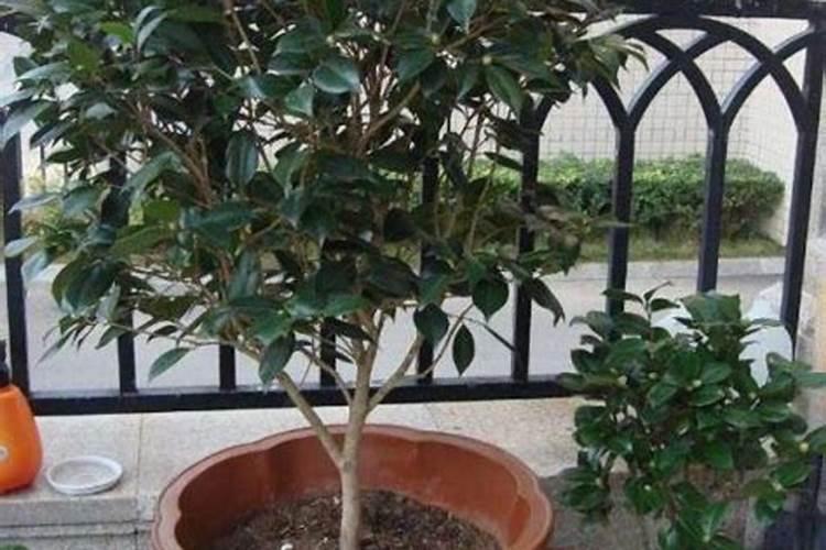 柿子树叶面肥几月施