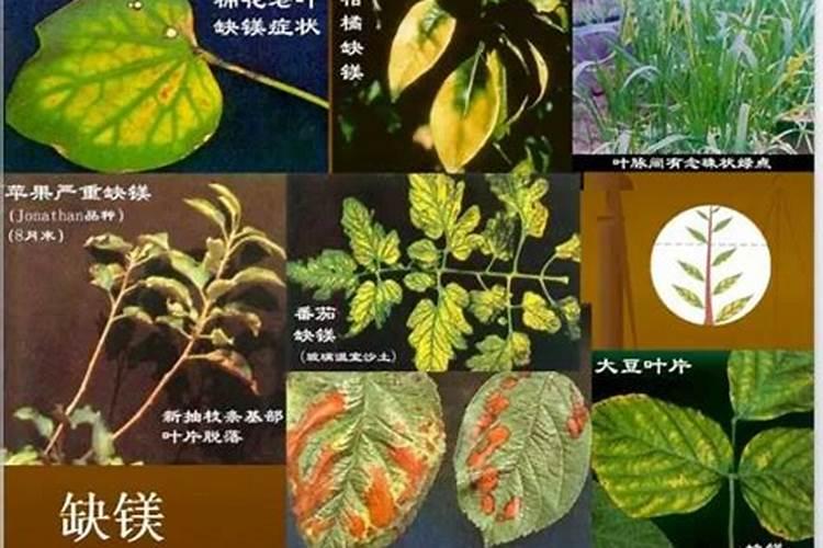 七坡林场桉树专用肥