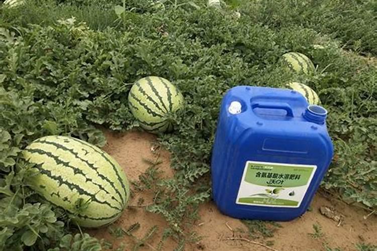 定植西瓜需要冲施什么肥？