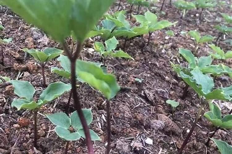 重楼的种植方法技术