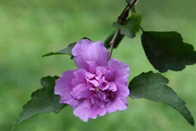 大棚里能同时种植辣椒和西红柿嘛？