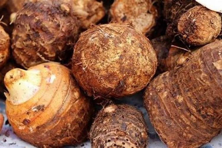 香芋种植时间与方法