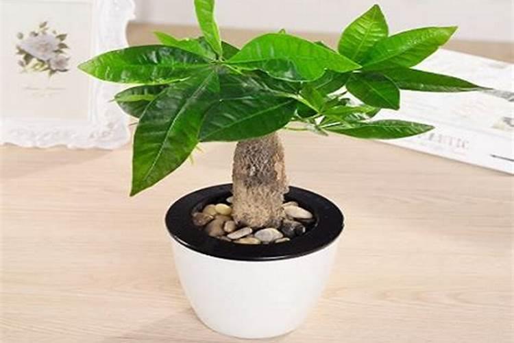 发财树能用君子兰专用土壤吗