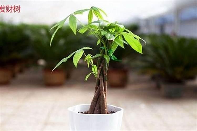 君子兰栽过的土可以栽发财吗？