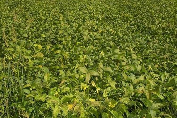 怎么发酵大豆液体肥料