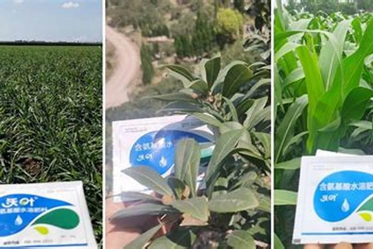 果树增甜叶面肥有哪些品牌,沃柑保花保果防裂,什么时间施肥好？