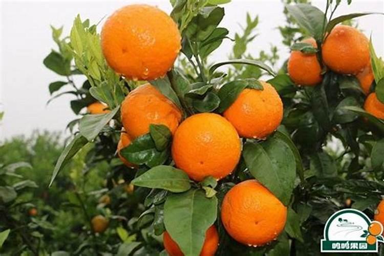 头年挂果沃柑现在用放肥抽夏梢吗？