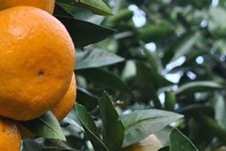 沃柑全年12个月管理及技术,沃柑产地集中在哪里