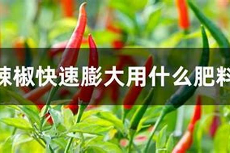 辣椒彭果用什么化肥