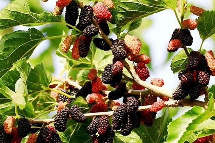 桑葚施肥的正确方法