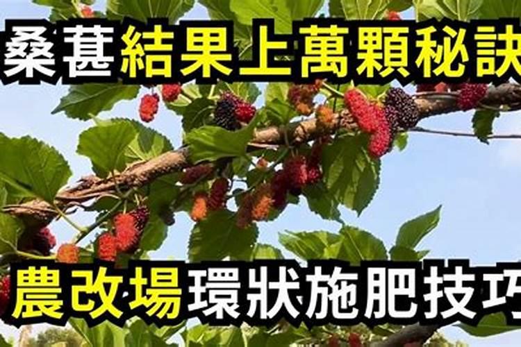 桑葚施肥的正确方法