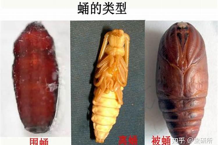 什么是优质小麦无公害标准化生产技术？