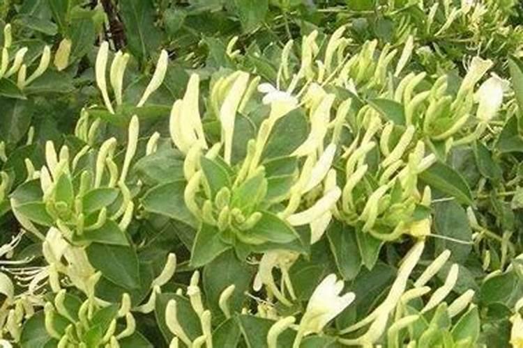 大豆追肥的最佳时期