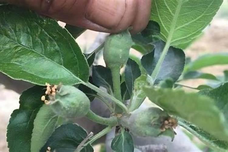 苹果施肥时期注意哪些