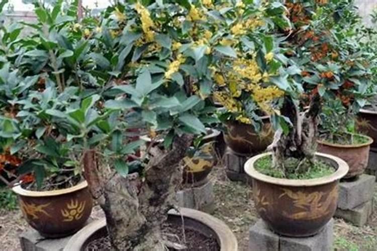 盆栽桂花可以施叶面肥吗