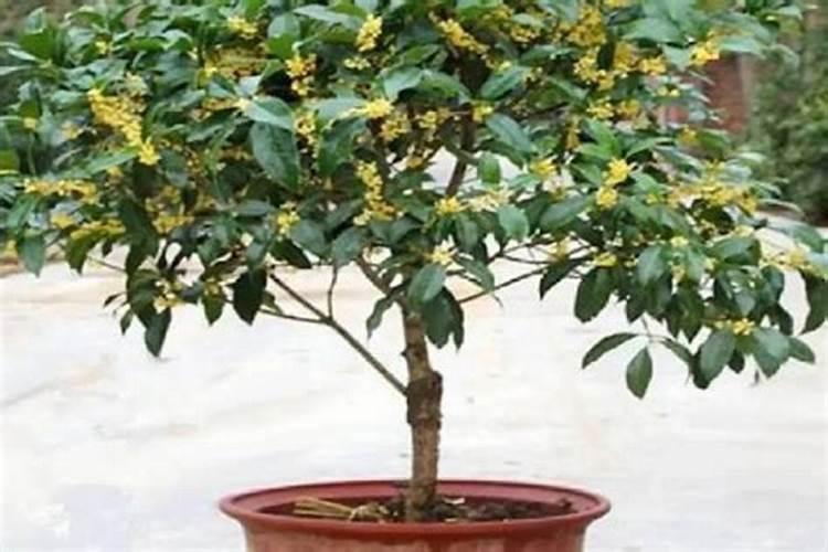 盆栽桂花如何施肥