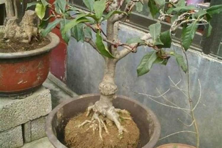 桂花底肥放什么肥好 底肥施用方法