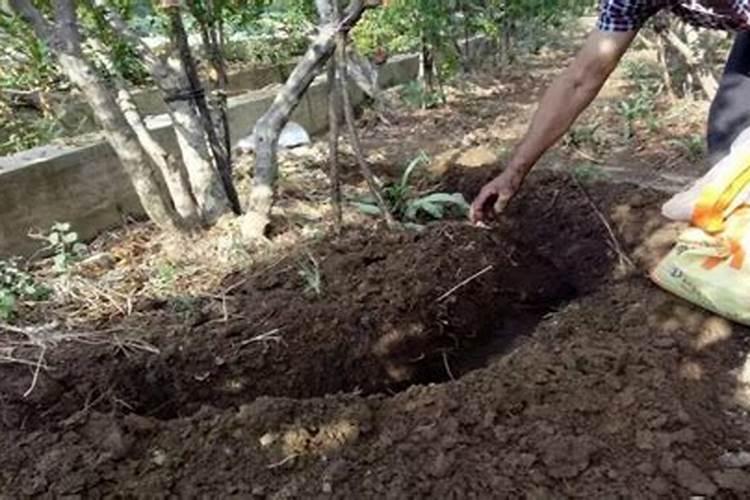 种果树用什么肥料？果树连年种植如何施肥