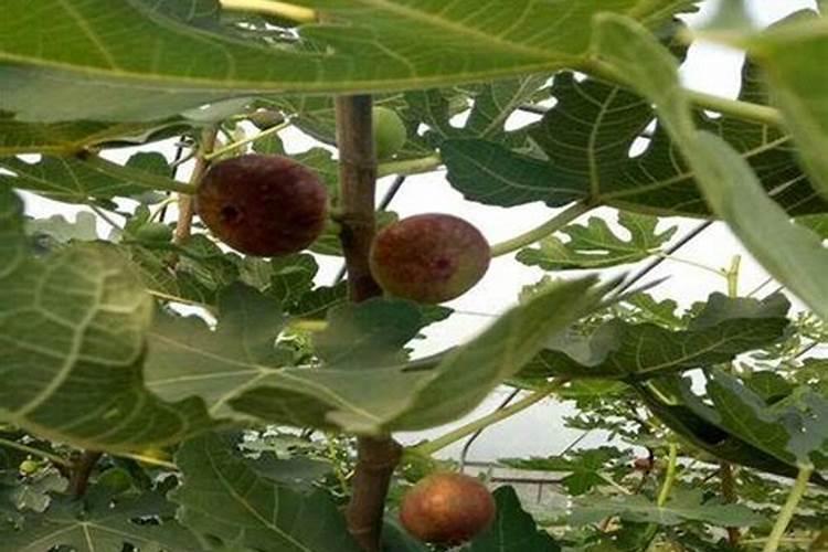 无花果施肥的正确方法
