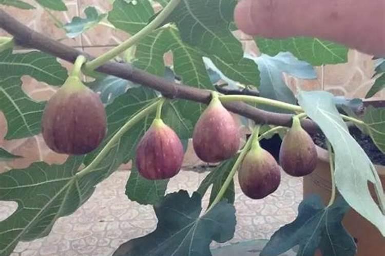 无花果施肥的正确方法