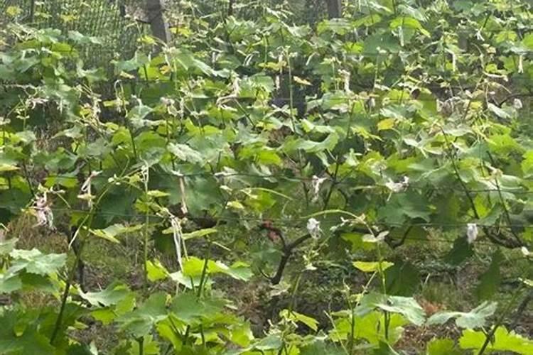 葡萄膨大期施肥诀窍 注意事项有哪些