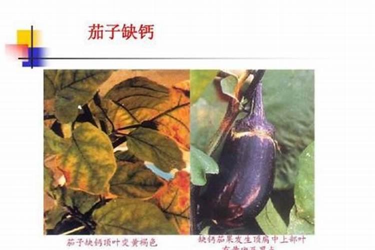 小分子有机钙作物补钙 改善裂果、焦枯、脐腐病