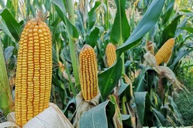 玉米孕穗期施什么肥料好