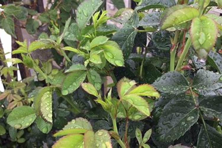 给花施肥是选择晴天还是阴天