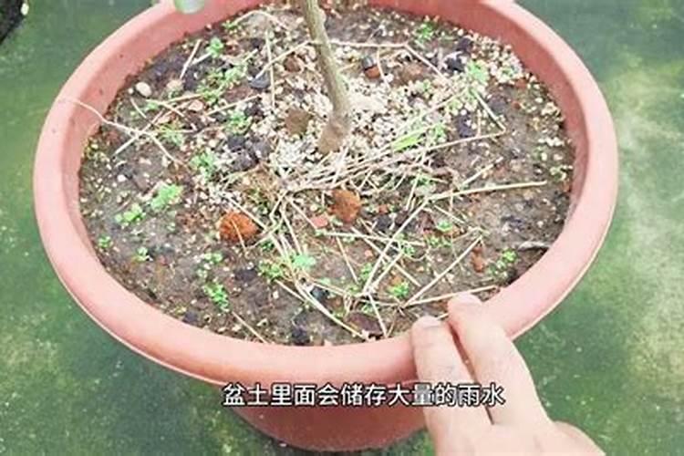 下雨天太阳花施肥好吗