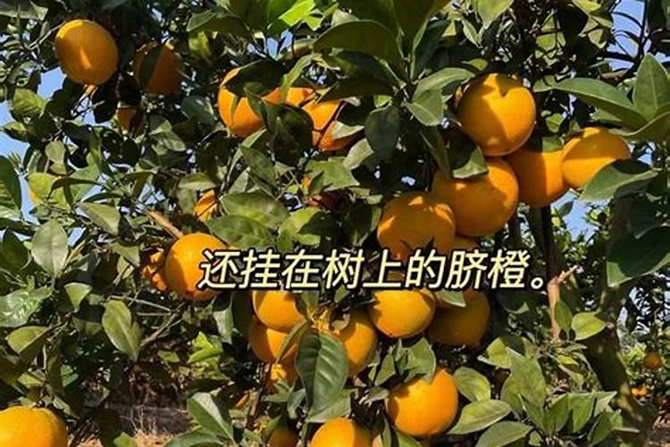 柑橘扦插繁殖方法 柑橘扦插繁殖的步骤