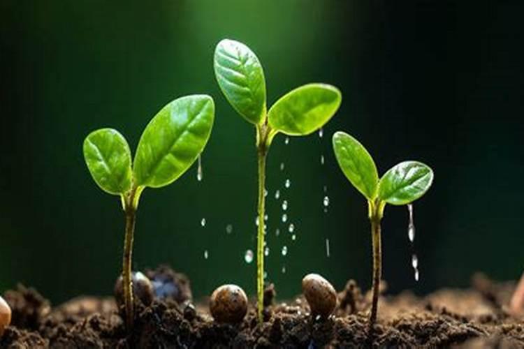 种豆需要看日子,农民种黄豆有哪些技巧？