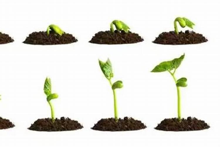 种植黄豆前需要先用水浸泡一下吗？