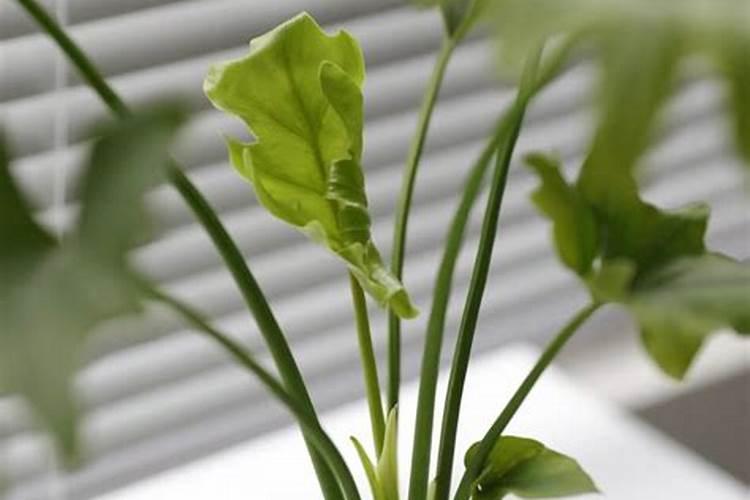 春羽用什么肥好