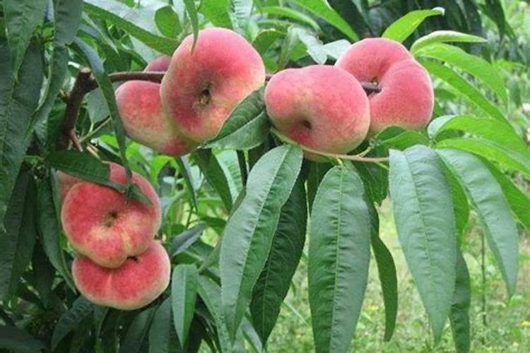 蟠桃裂果怎么办