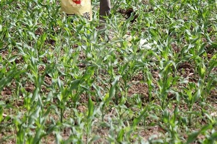 玉米种植每亩地需要多少斤底肥(播种玉米一大亩的底肥量)