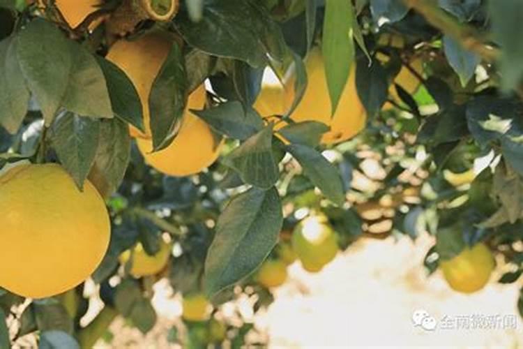 草籽发芽后多久可以施肥