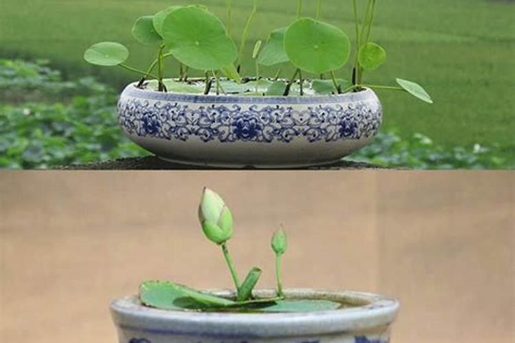 睡莲只用水养可以吗