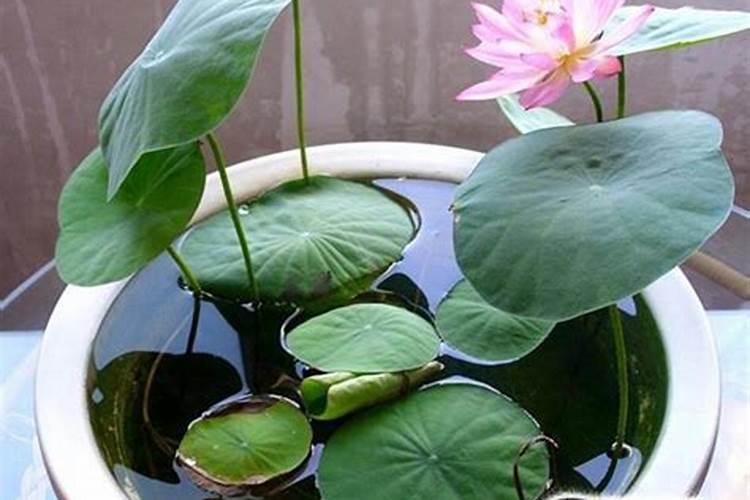 水培睡莲的正确养法