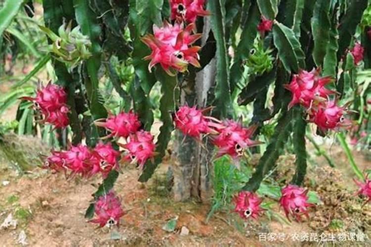 火龙果花少、坐果率低怎么办？秋季火龙果冲什么水溶肥？